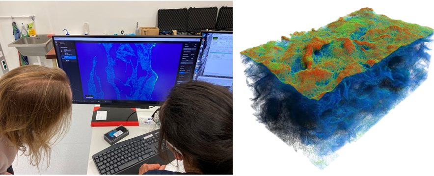 MicroCT and mechanical testing of foams